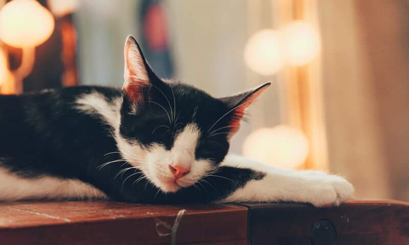 Sleepy Cat - FoMA Pets