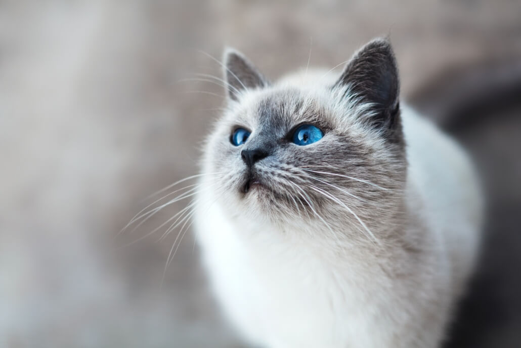 Blue-eyed Cat - FoMA Pets