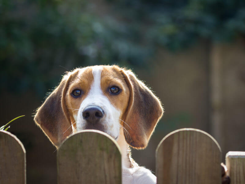 Peaky Beagle - FoMA Pets