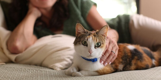 Cat Home Training - FoMA Pet