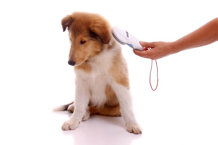 What to do if You Lose Your Pet - Microchipping 