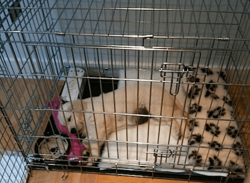 How to Crate Train Your Dog - Benefits of Crates