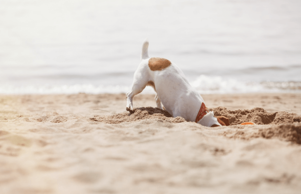 Bucket List for Your Pet - Digging for Treasure