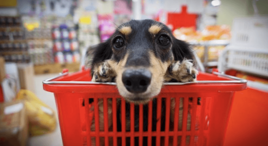 Bucket List for Your Pet - Shopping with company 
