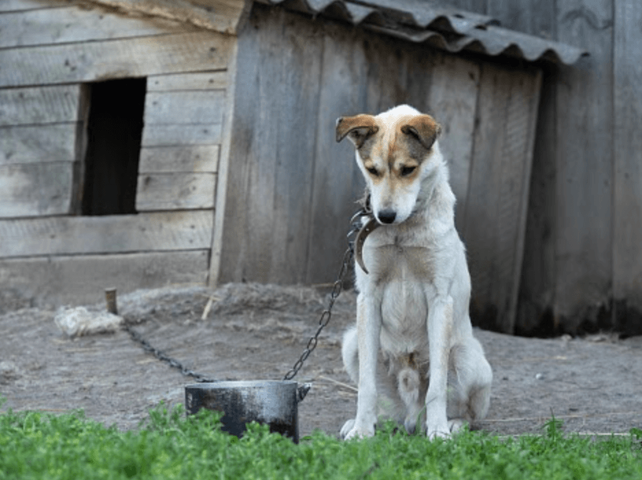 Alternatives to Chaining Your Dog Outside? - FoMA Pets