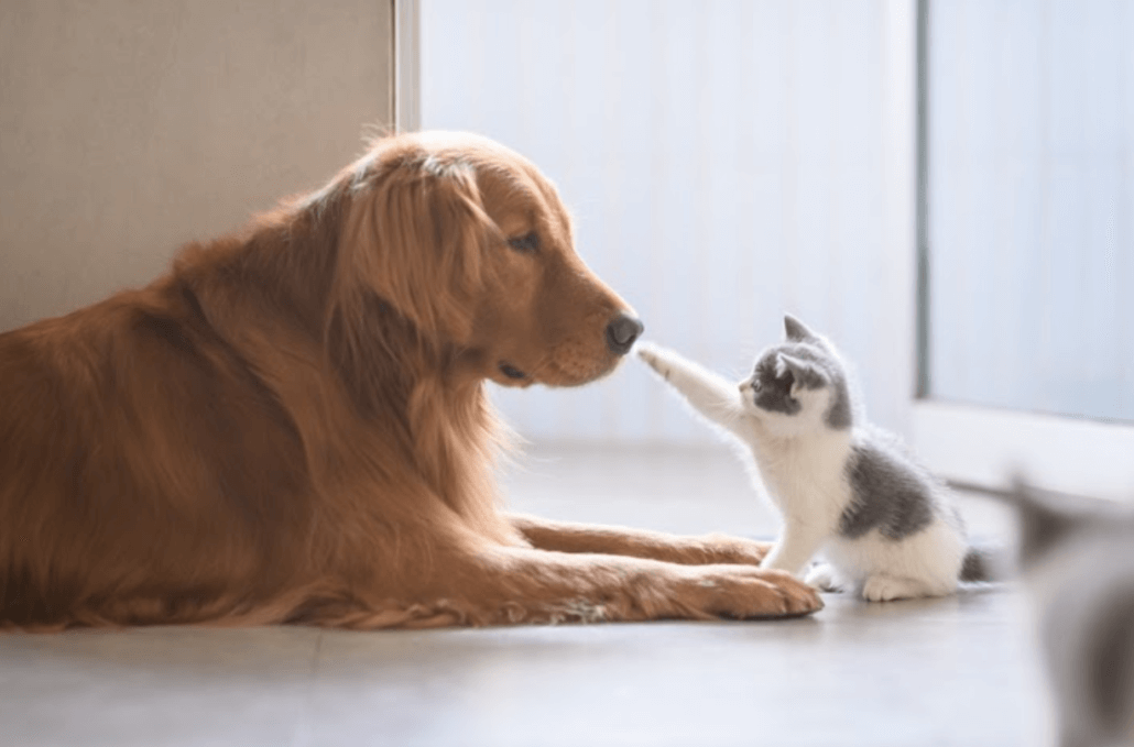 Cat To Resident Dog - FoMA Pets
