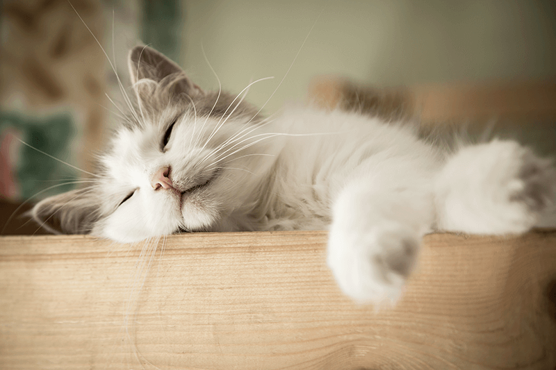 How Long Does it Take for a Cat to Get Used to a New Home - FoMA Pets