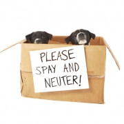 Please Spay and Neuter - FoMA Pets