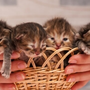 Newborn kittens - FoMA Pets