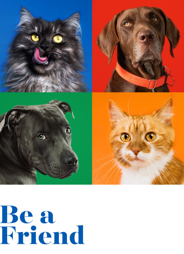 Be A Friend Event - Friends of Miami Animals