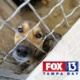 Florida animal shelter's kennels empty